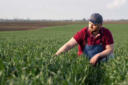 Farmer in wheat fields. Growth, outdoor.
