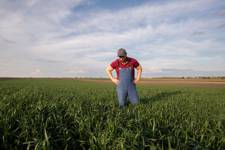 Farmer in wheat fields. Growth, outdoor.