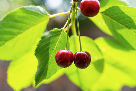 Closeup of sour cherries on cherry tree.の写真素材