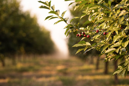 sour cherries on the  tree stick with leaves, in time of harvest in the summer in the orchard.の写真素材