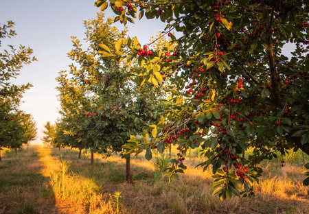 sour cherries on the  tree stick with leaves, in time of harvest in the summer in the orchard.の写真素材