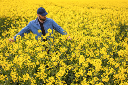 Farmer in rapeseed canola  fields. Growth, outdoor.