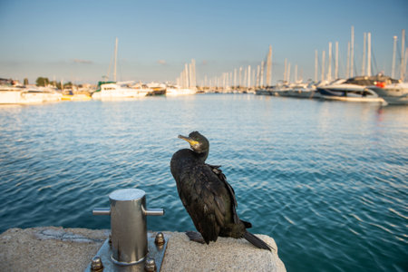 Cormorant sea bird in the dock,boats backgroundの写真素材