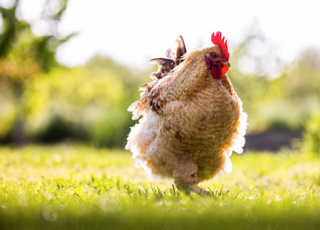 Close up image of a healthy looking free range chicken on lush green grass.の写真素材