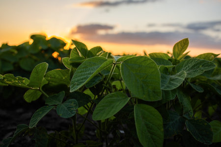 Sunset over growing soybean plants at ranch fieldの写真素材