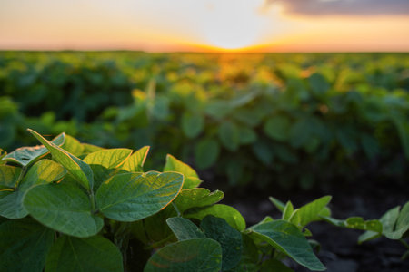 Sunset over growing soybean plants at ranch fieldの写真素材