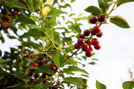 sour cherries on the  tree stick with leaves, in time of harvest in the summer in the orchard.の写真素材