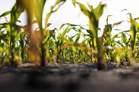 Young Corn Plants. Cornfield with sunset sun. Corn maize field in early stageの写真素材