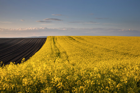 Yellow rapeseed field at the sunset. Sunlight illuminates yellow canola. Agricultural field. Rural...