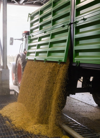 unloading soybeans into the silo after harvestの写真素材