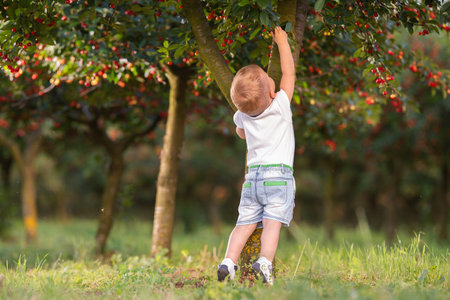 Boy picking cherry on a fruit farm.の写真素材