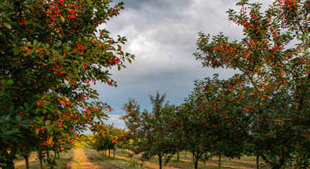 sour cherries on the  tree stick with leaves, in time of harvest in the summer in the orchard.
