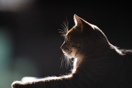Relaxed and happy cat gets pleasure basking in the spring sun