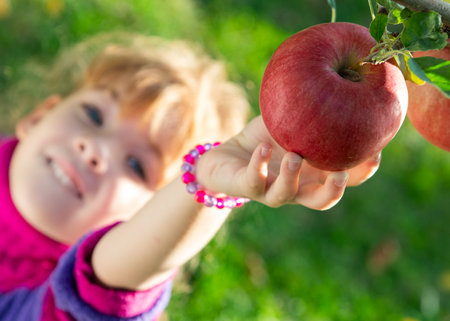 little girl picked ripe apples in orchardの写真素材