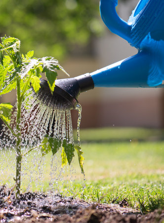 Gardening concept.Watering seedling tomato plant   garden with watering can.の写真素材