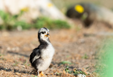 cute chick posing  in the sun on grassの写真素材