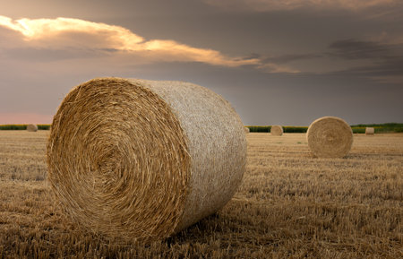 Hay bales harvesting in golden field at sunset