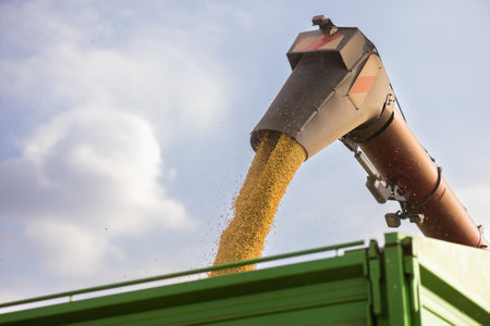 Grain auger of combine pouring soy bean into tractor trailerの写真素材