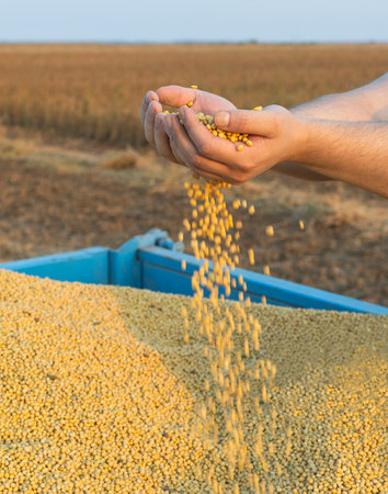 Hands of peasant holding soy beans after harvest
