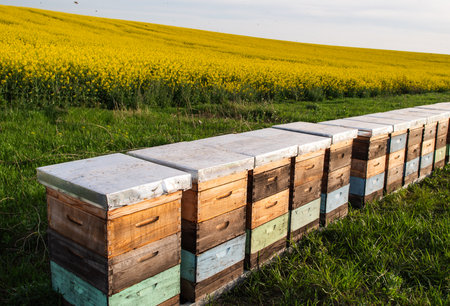 Beehive boxes for beekeeping and honey collecting in blooming canola field