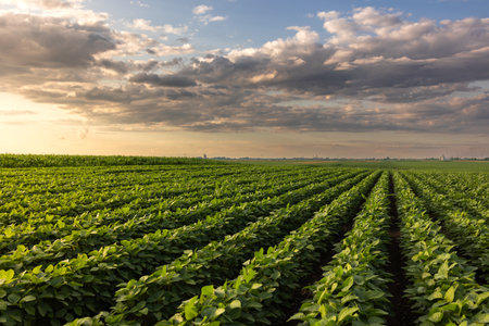 Sunset over growing soybean plants at ranch field