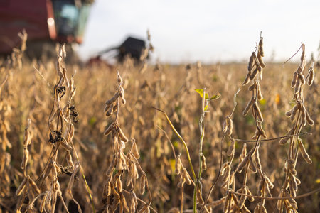 A combine harvester working in a wheat fieldの写真素材