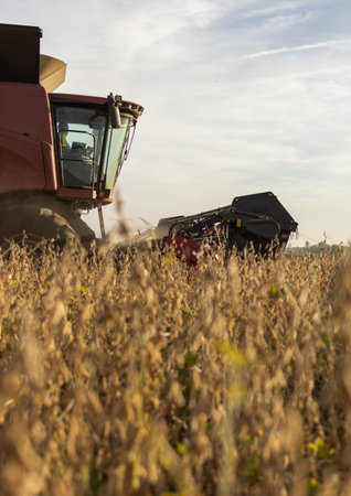A combine harvester working in a wheat field