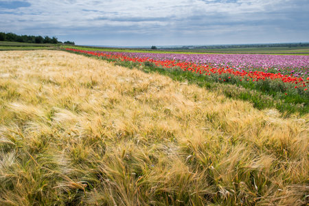 Barley ears ground view against the blue skyの写真素材