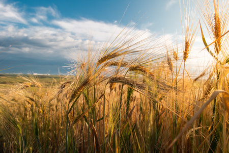 Barley ears ground view against the blue sky