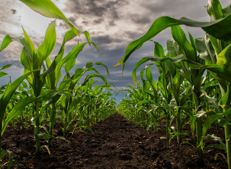 Open corn field at sunset.Corn field .
