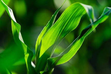 Rows of sunlit young corn plants on a moist field