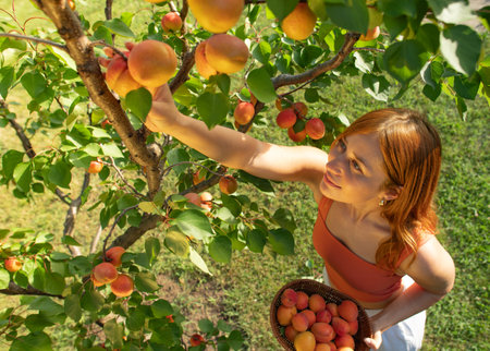 Woman picking apricots in fruit garden from an apricot tree. Beautiful girl picking apricots.の写真素材