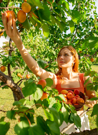 Woman picking apricots in fruit garden from an apricot tree. Beautiful girl picking apricots.の写真素材