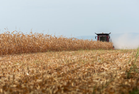 Combine Operator Harvesting Corn on the Field in Sunny Day.の写真素材