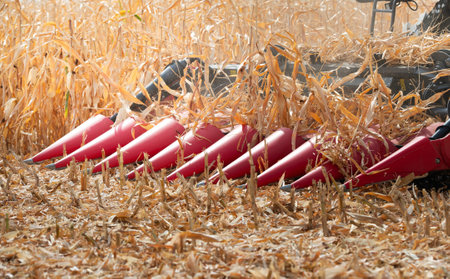 Combine Operator Harvesting Corn on the Field in Sunny Day.の写真素材
