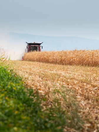 Combine Operator Harvesting Corn on the Field in Sunny Day.の写真素材