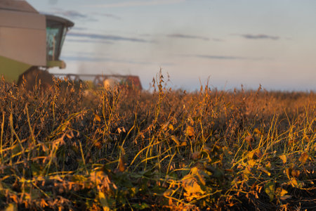 A combine harvesting soybeans at sunsetの写真素材