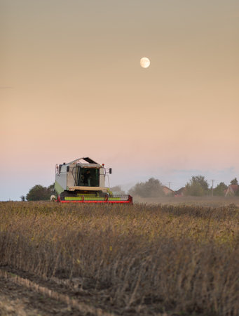 A combine harvesting soybeans at sunsetの写真素材