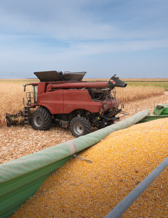 Combine Operator Harvesting Corn on the Field in Sunny Day.の写真素材