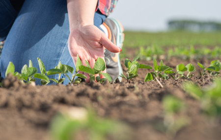 Farmer examining soy bean plants field. Female farmer or agronomist examining green soybean plant in fieldの写真素材