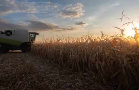 Combine harvester harvesting corn at twilight