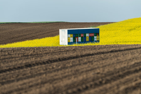 Oilseed canola field, the whole field of blooming rape, beehive in the trailer in fields.の写真素材