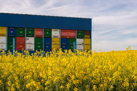 Oilseed canola field, the whole field of blooming rape, beehive in the trailer.の写真素材
