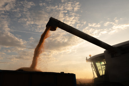 Pouring corn grain into tractor trailer after harvest at fieldの写真素材