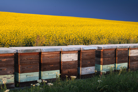 Beehive boxes for beekeeping and honey collecting in blooming canola field