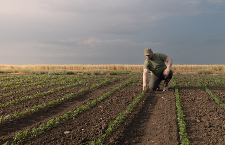 Farmer in soybean fields. Growth, outdoor.の写真素材