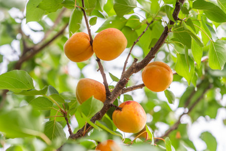 A bunch of ripe apricots branch in sunlightの写真素材