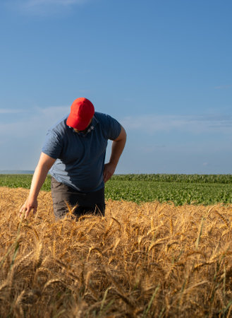 Farmer in wheat fields. Growth, outdoor.の写真素材