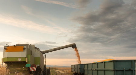 Pouring corn grain into tractor trailer after harvest at fieldの写真素材