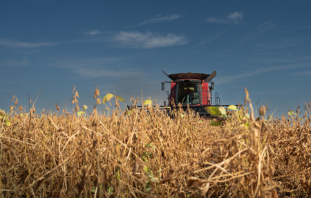A combine harvester working in a wheat field